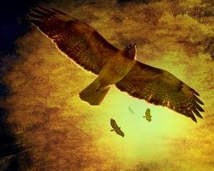 New Photo Art Print . Flight Of The Golden Hawk . By Wingsdomain